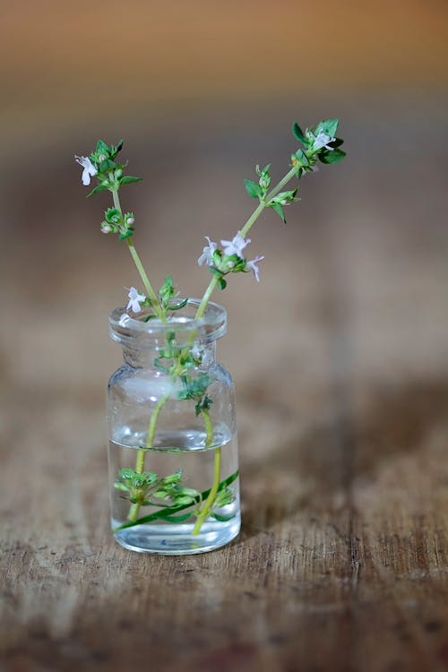 Darmowe zdjęcie z galerii z roślina, roślina w butelce, tymianek