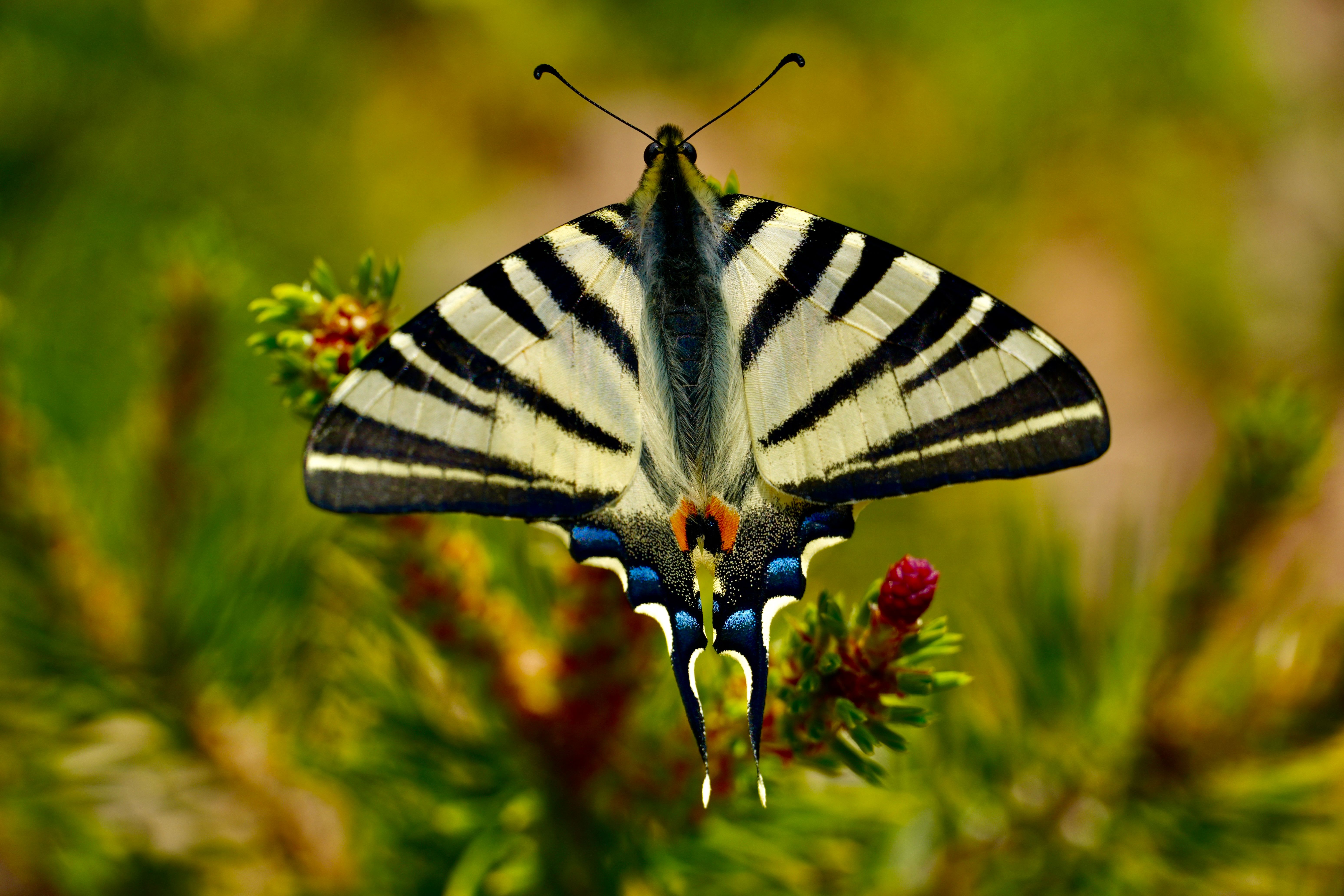 Vibrant close-up of a Scarce Swallowtail butterfly on green foliage captured outdoors.