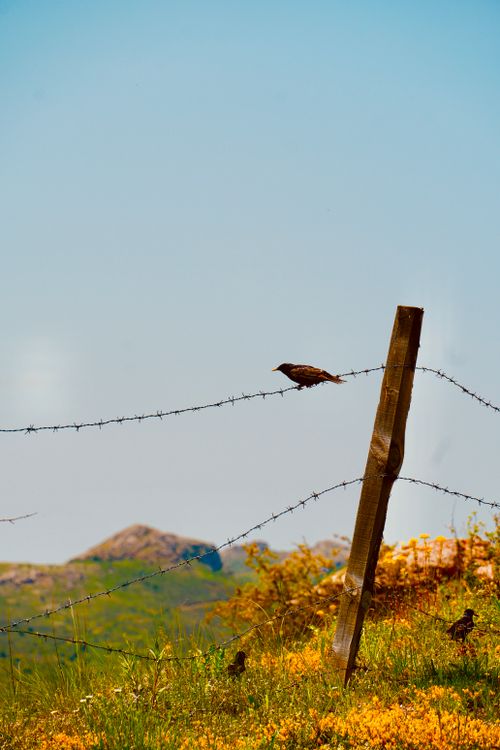 Free A bird perched on a barbed wire fence in a sunny meadow with hills in the background. Stock Photo