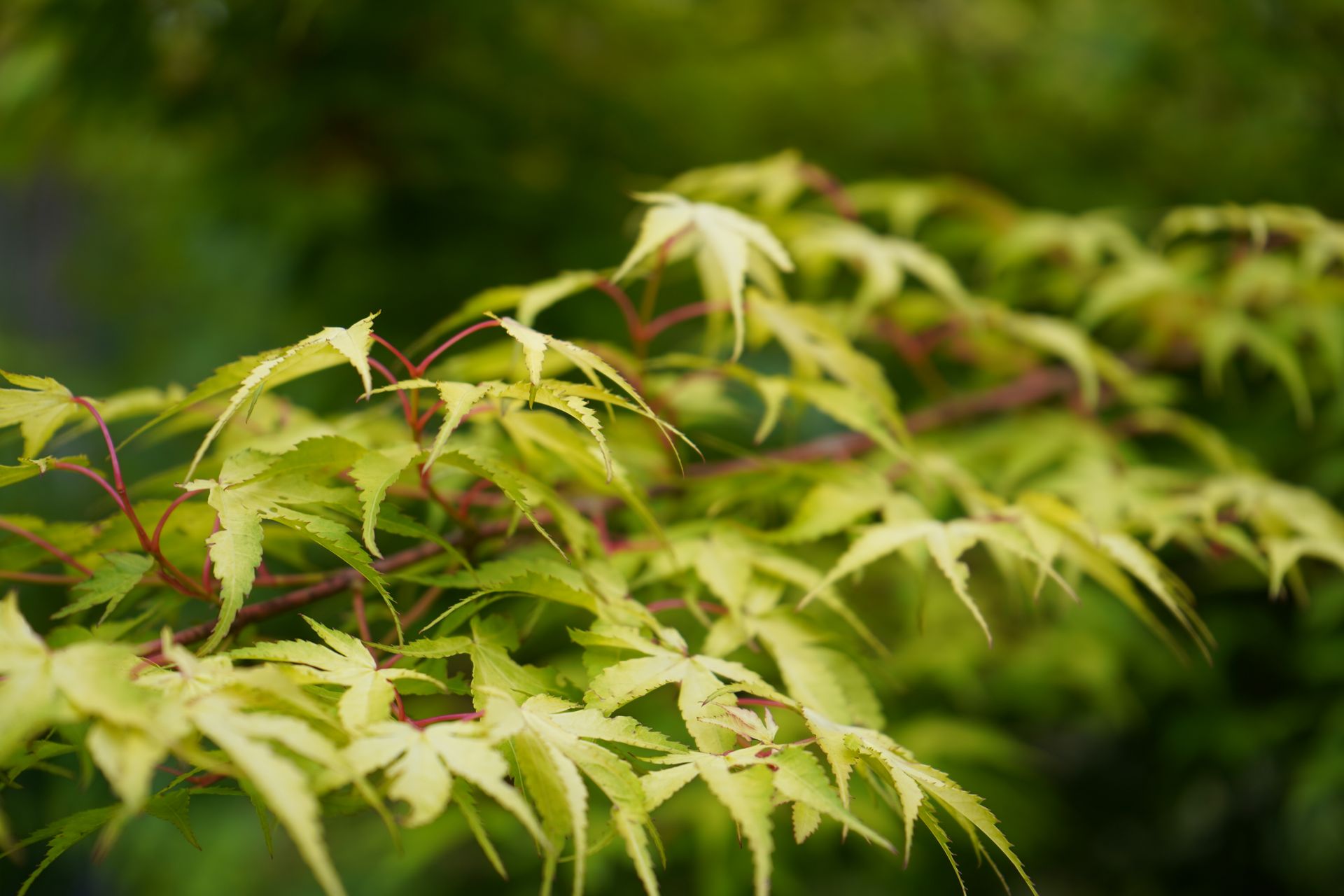 Close-up of vibrant green Japanese maple leaves in spring, showcasing delicate structure and lush greenery.