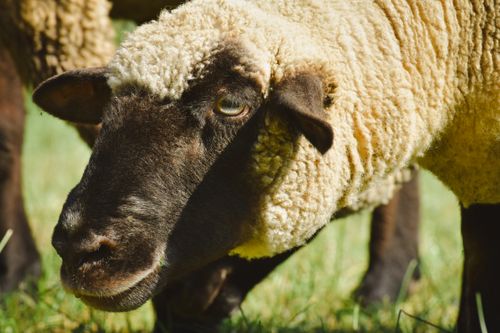 Free A detailed close-up of a Suffolk sheep grazing in a vibrant green pasture. Stock Photo