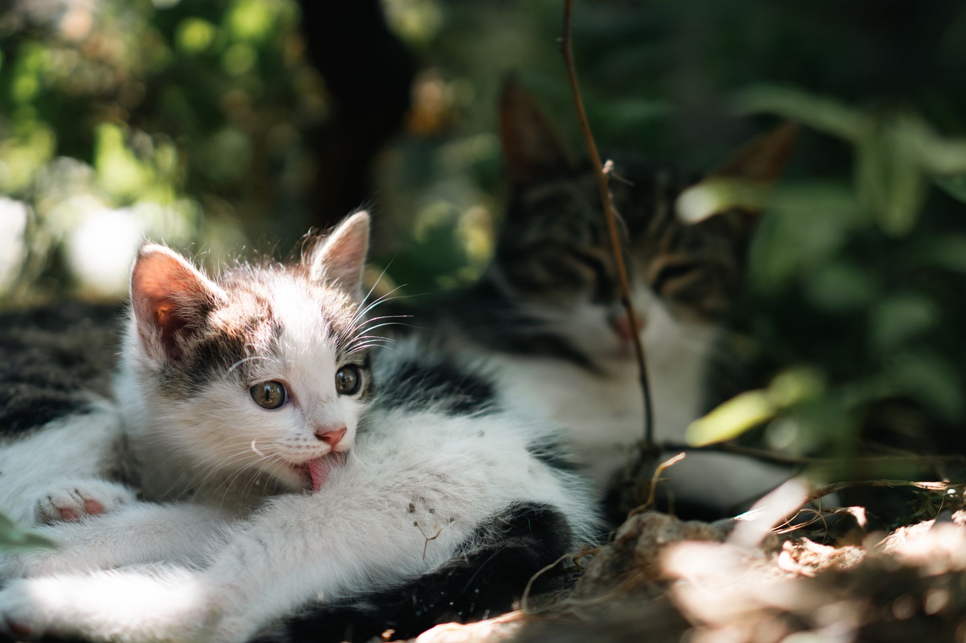 Two cute kittens lounging in a lush garden, basking in warm sunlight. — free online jigsaw puzzle on JigsawPuzzlesFreeOnline.org