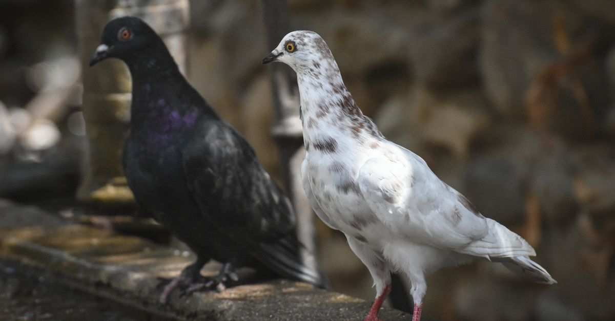 Netflix Drops Season 2 Trailer for Black Doves, With Keira Knightley and Ben Whishaw Returning