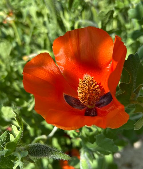 Free Vibrant orange California poppy flower captured in close-up with green foliage background. Stock Photo