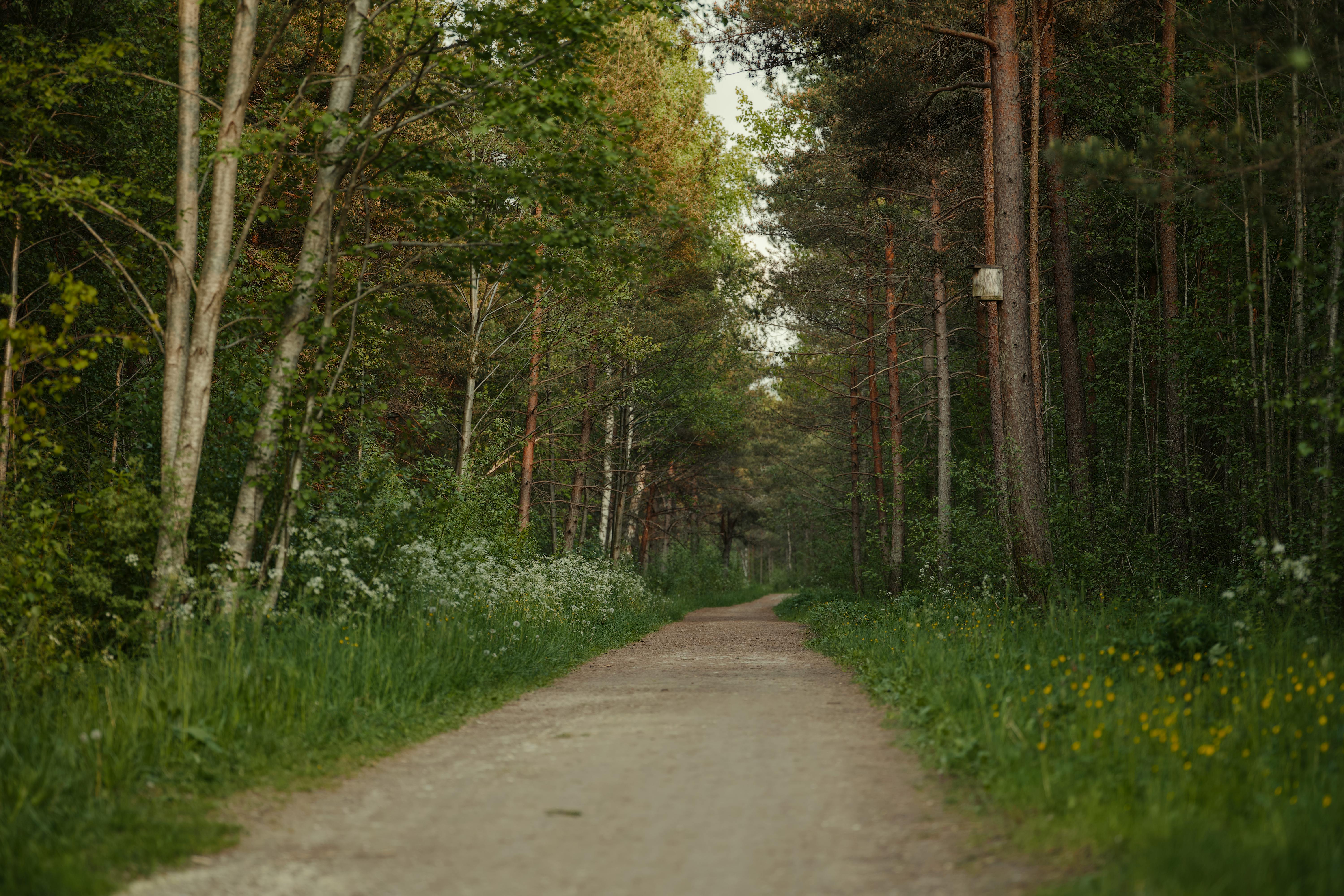 Surprising Benefits of Forest Bathing