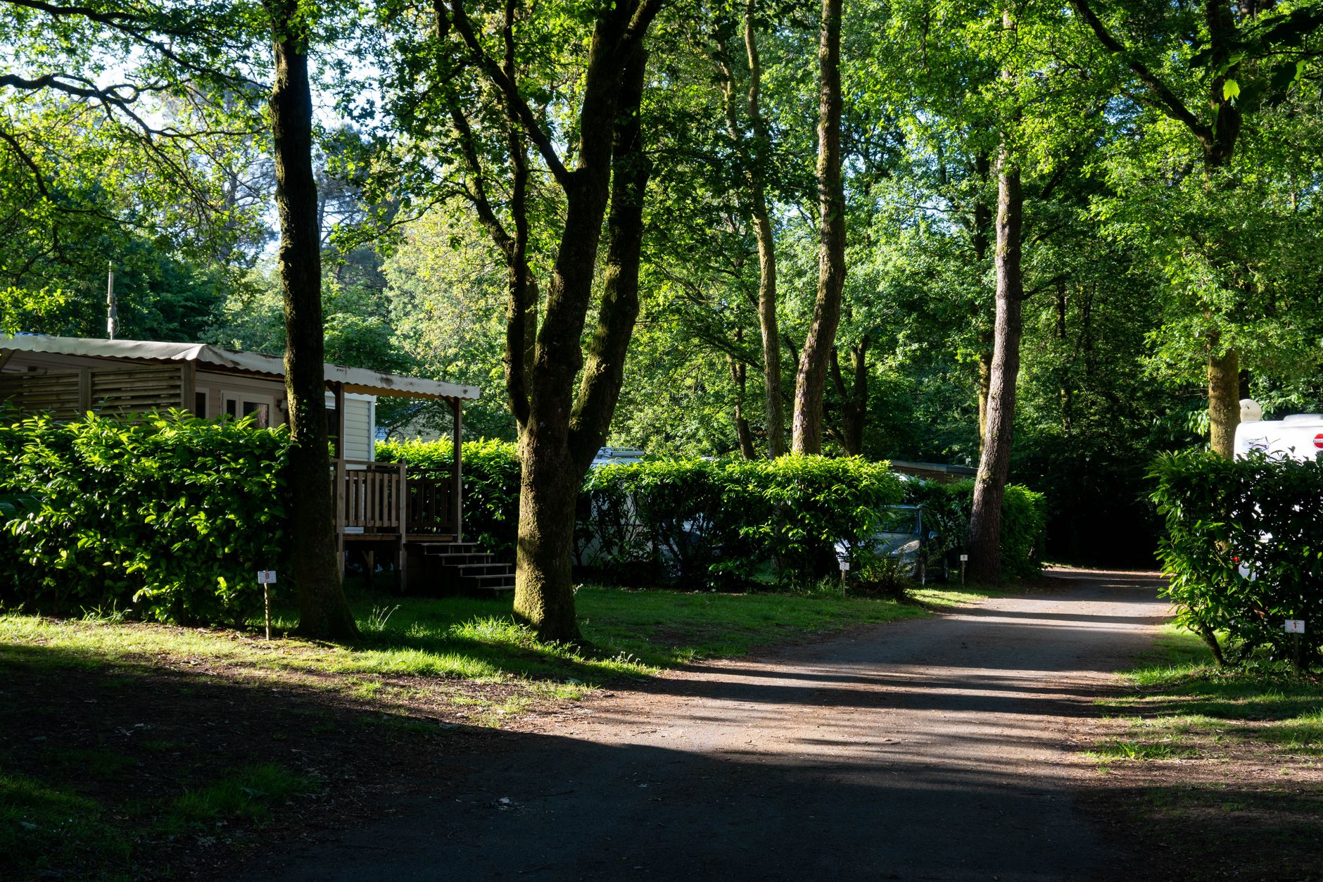 Peaceful campsite nestled in lush green forest, ideal for nature escapes.