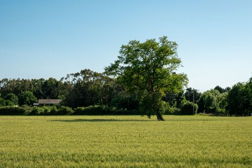 Free A solitary tree stands in a lush green field under a clear blue sky, evoking serenity. Stock Photo