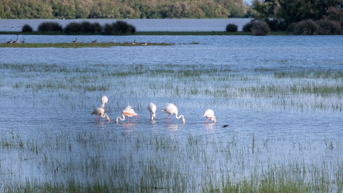 Itinéraire train + vélo dans les marais de Camargue pour photographes débutants