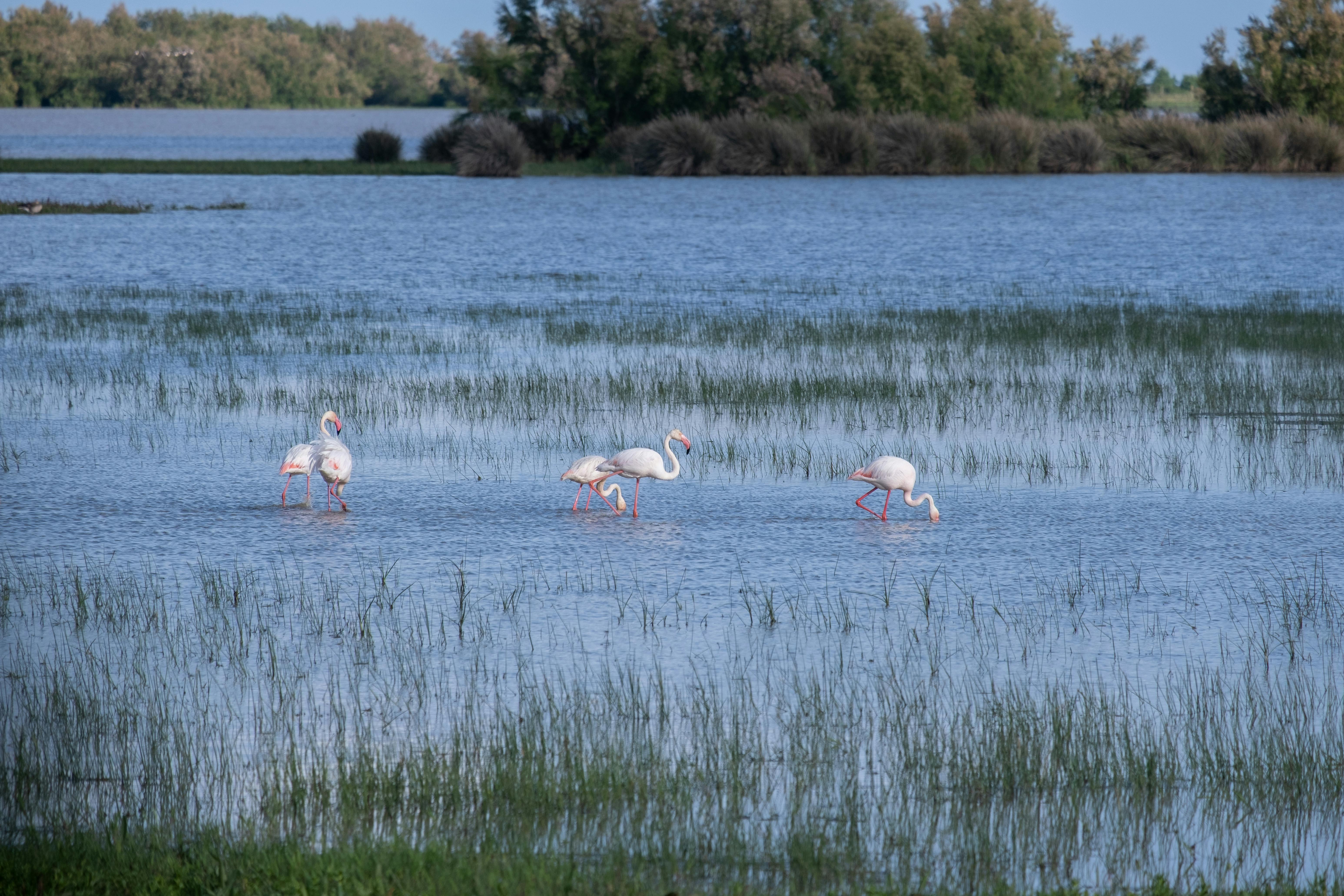 Understanding Bird Migration: A Journey Across Continents