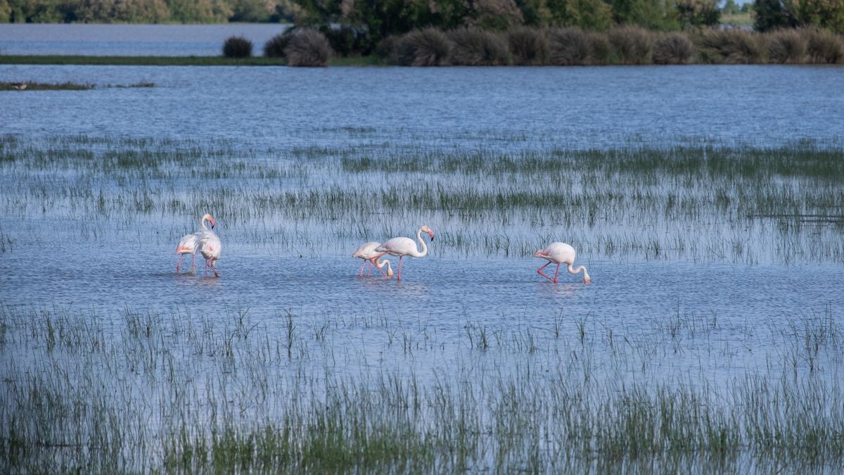 Camargue à contre-courant : trois balades au lever du jour entre Salin-de-Giraud et les Saintes-Maries-de-la-Mer