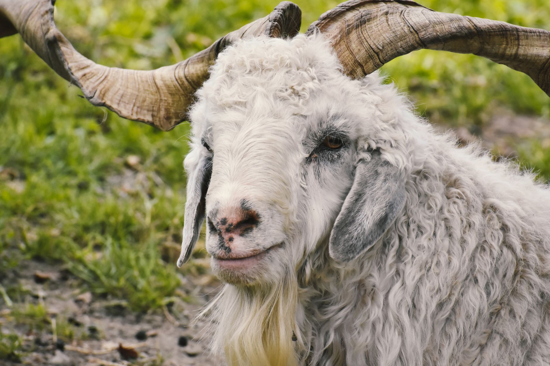 Close-up of a cashmere goat with impressive horns and curly white wool.