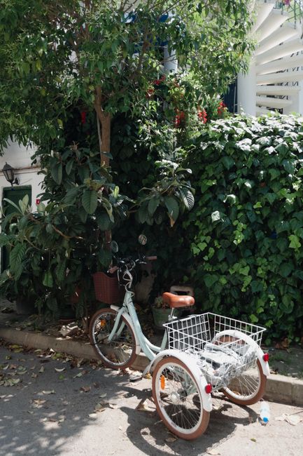 Charming vintage tricycle with basket parked on a sunny day under leafy trees.