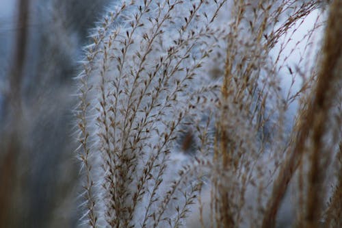 Free Close-up of Grass Against Sky Stock Photo