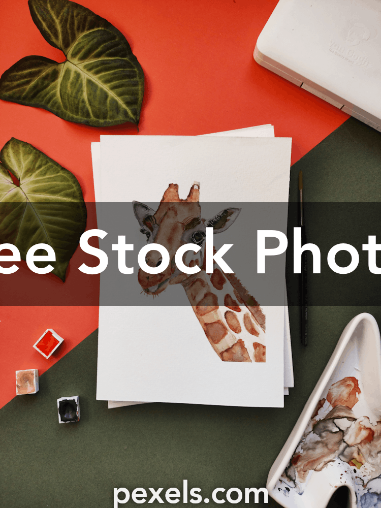 Free Stock Photos, Royalty Free Stock Images & Copyright Free Pictures ·  Pexels