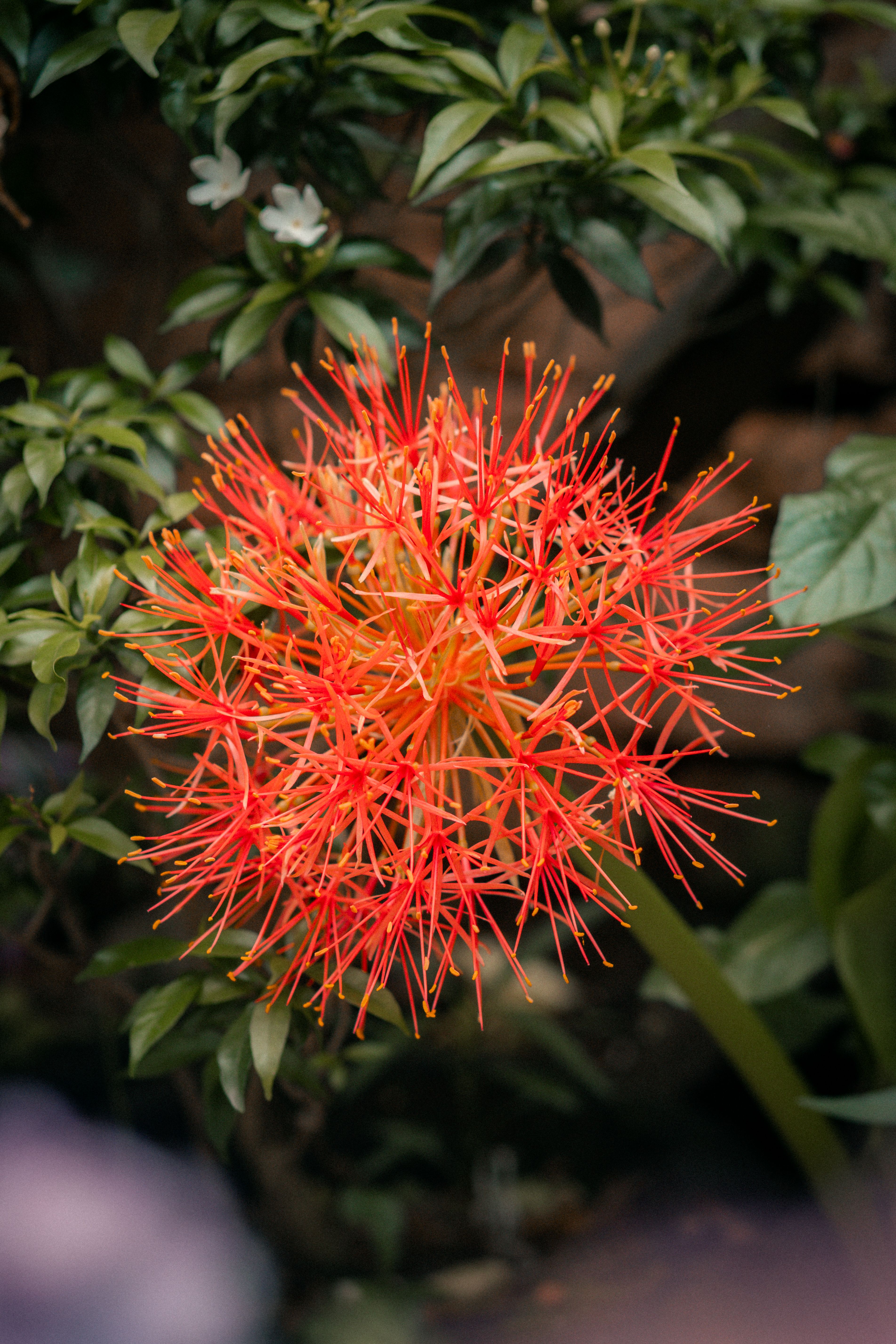 Vibrant Scadoxus Flower Bloom in Garden Setting · Free Stock Photo