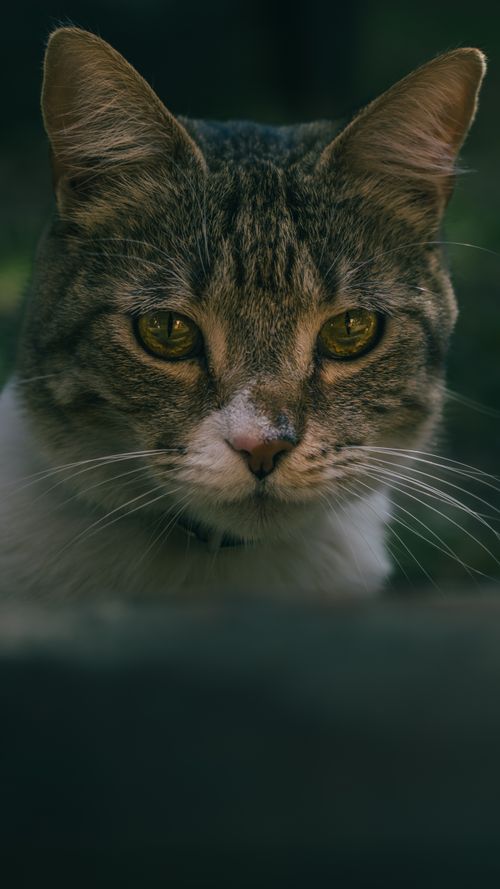 Free A close-up portrait of a domestic tabby cat with intense gaze, captured outdoors in natural light. Stock Photo