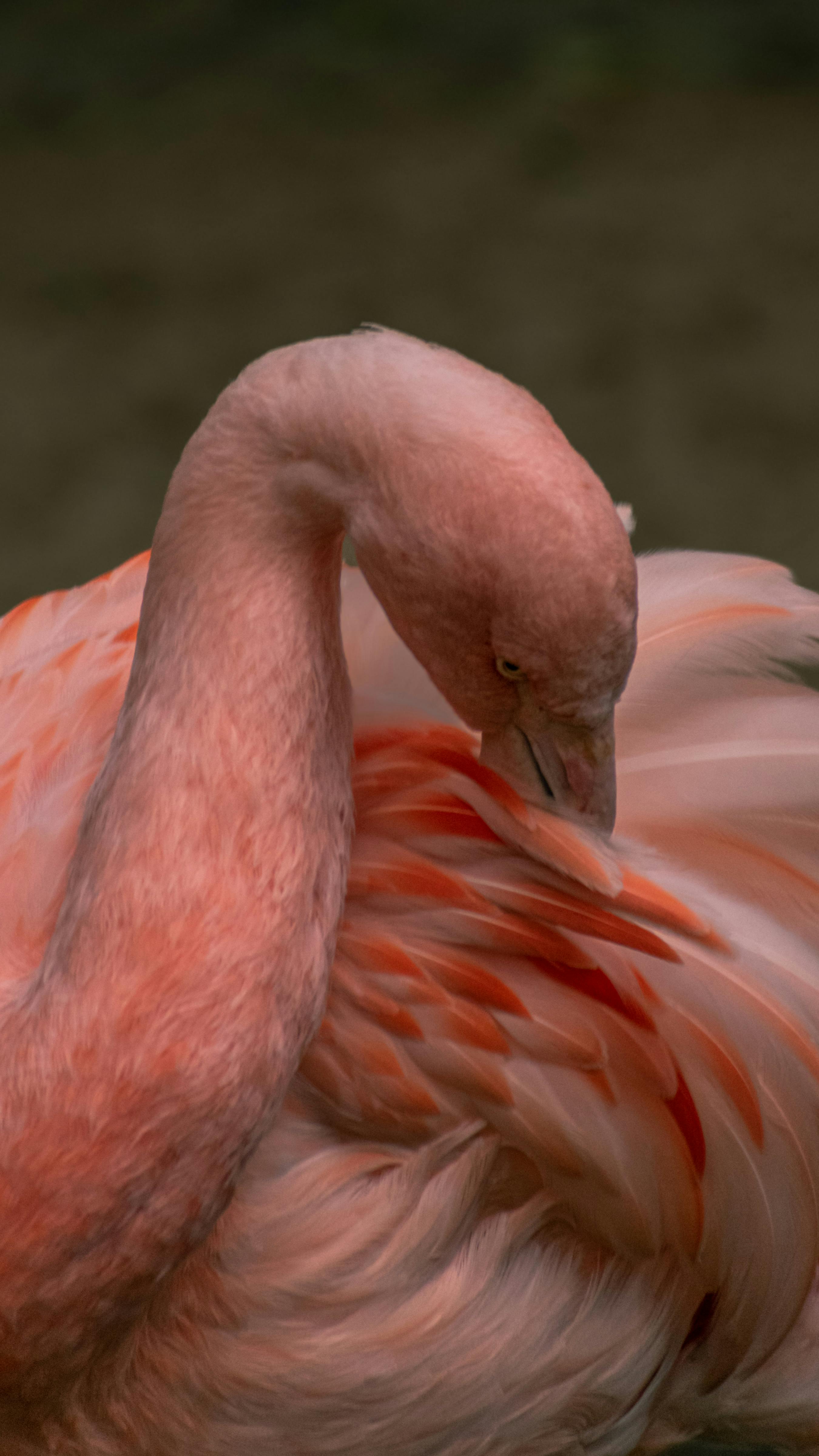 A stunning close-up of a flamingo showcasing its vibrant feathers at Iguazú Falls, Argentina.