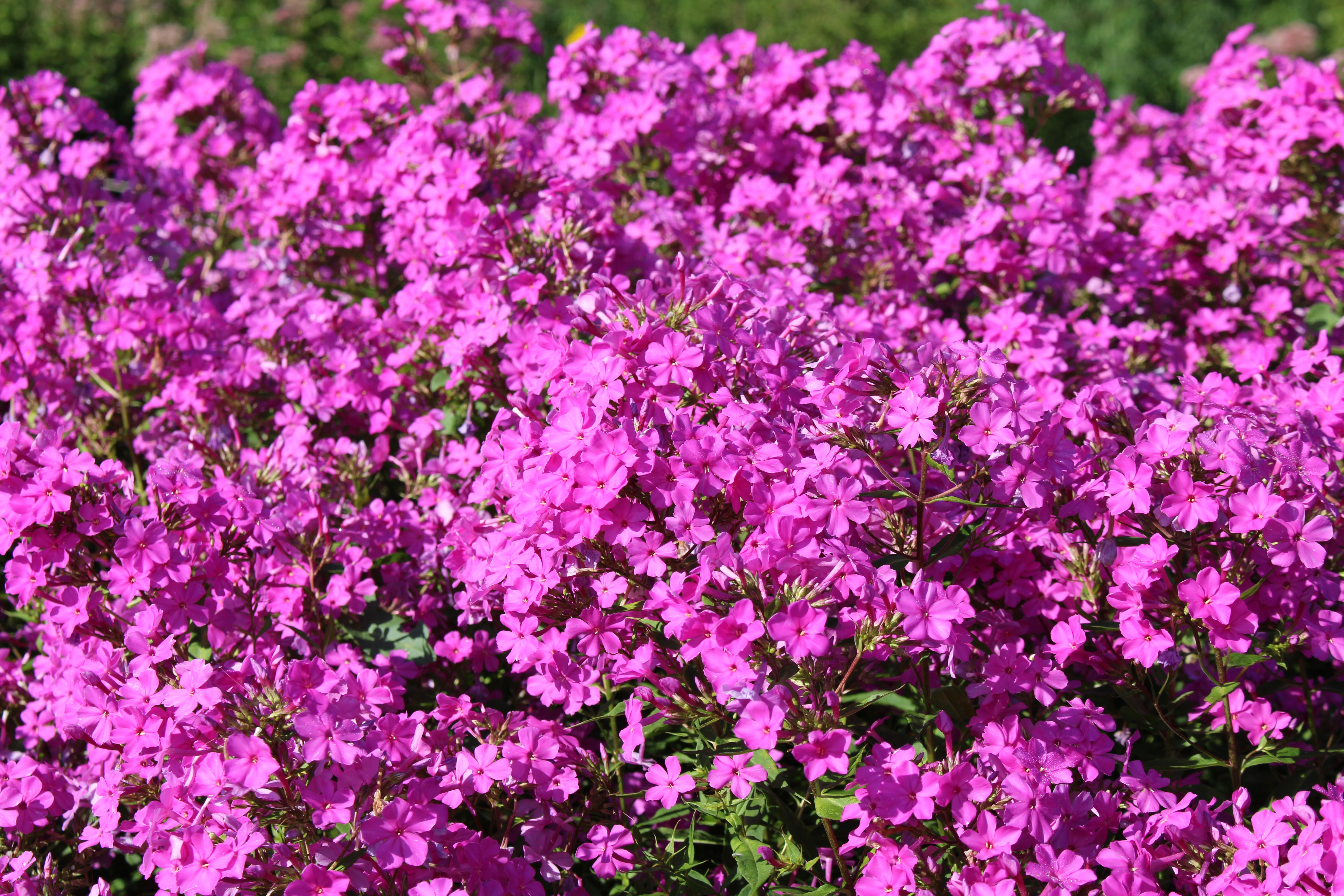 17. Phlox (Phlox paniculata)