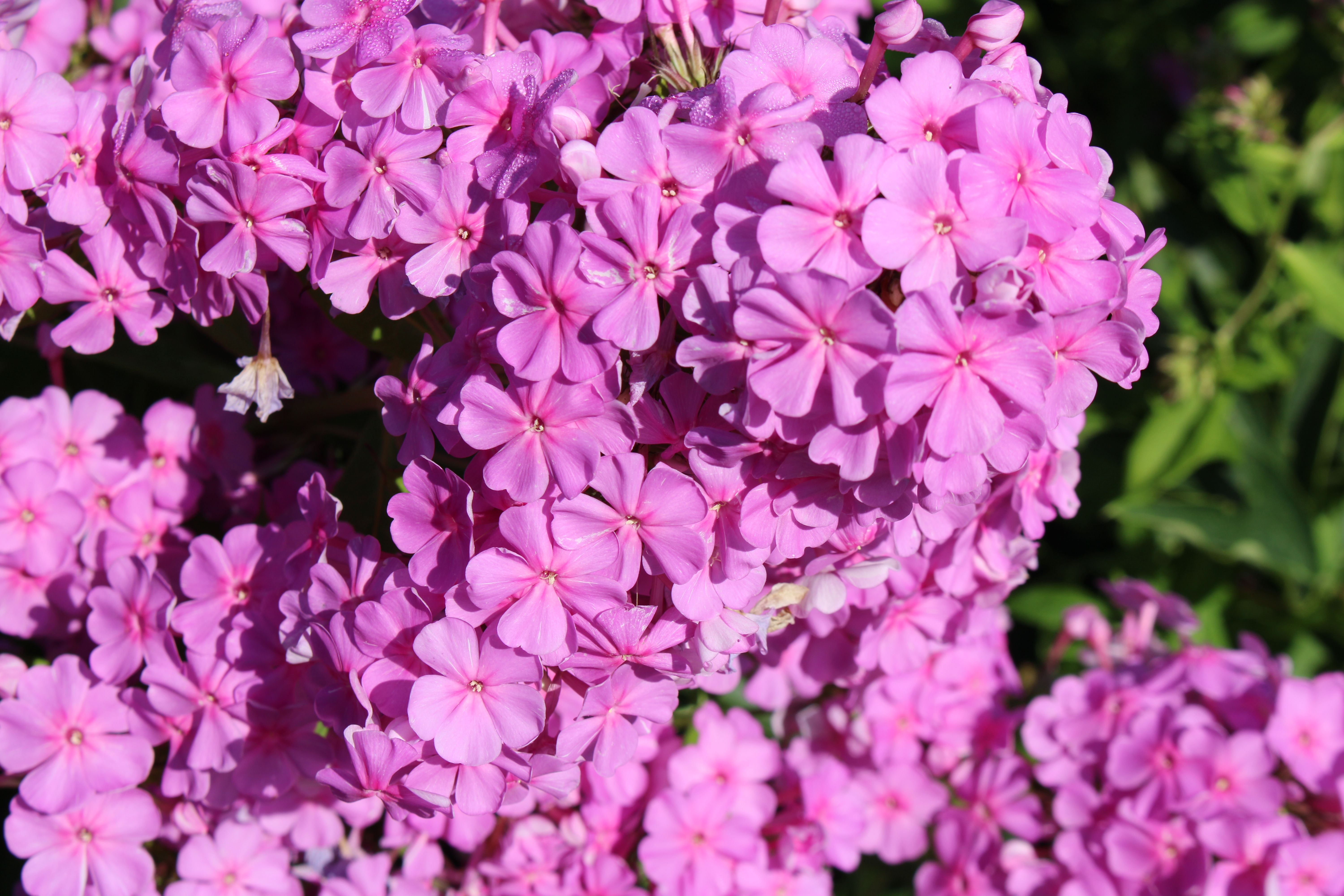 healthy phlox in full sun UK garden