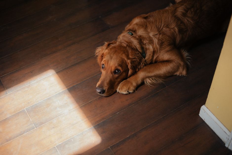 A golden retriever lies peacefully on a wooden floor, illuminated by soft sunlight.