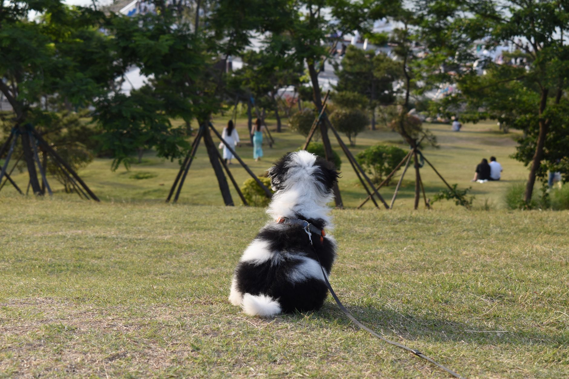A fluffy black and white dog sits in a park, observing people on a sunny day.