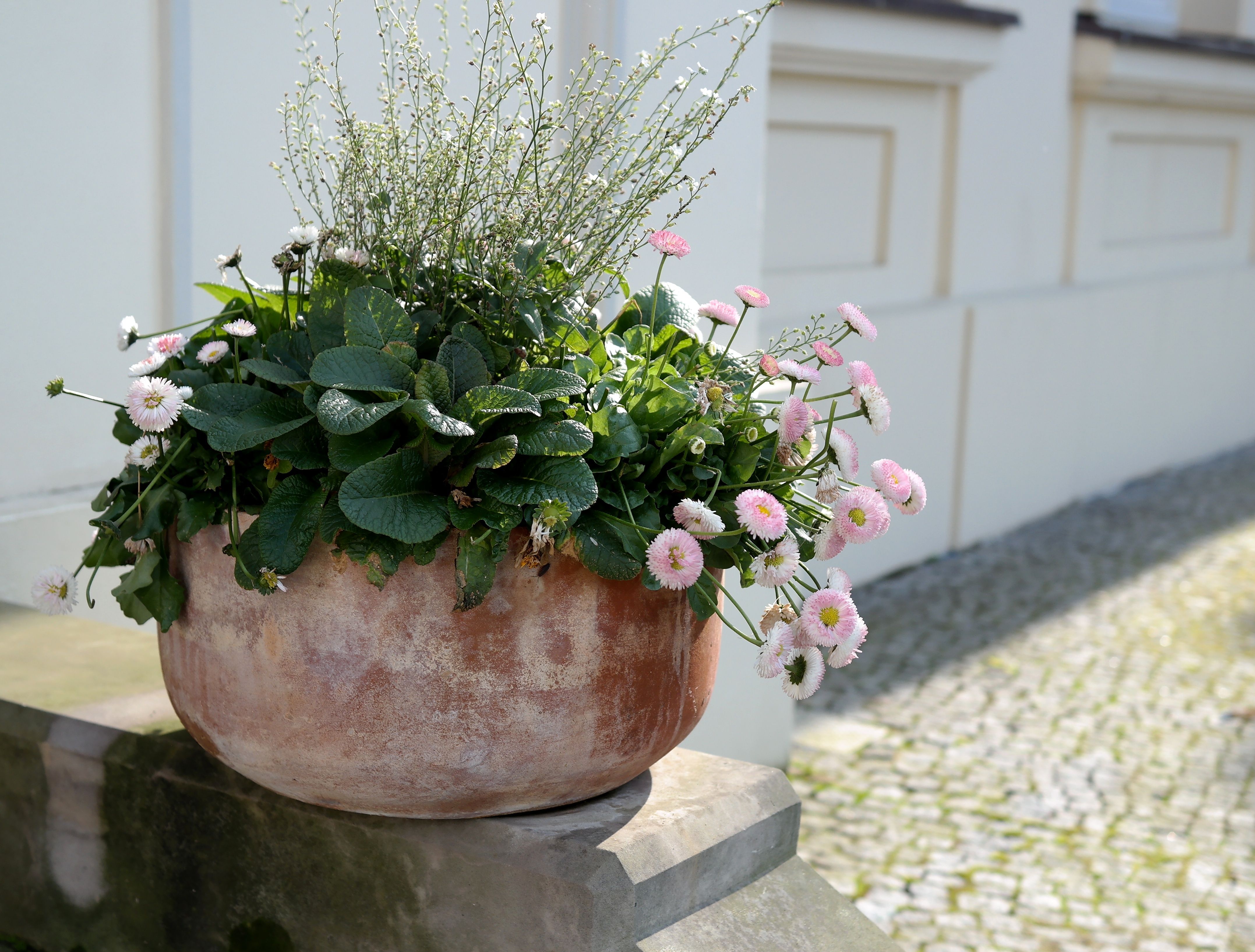 Piante e fiori in vaso