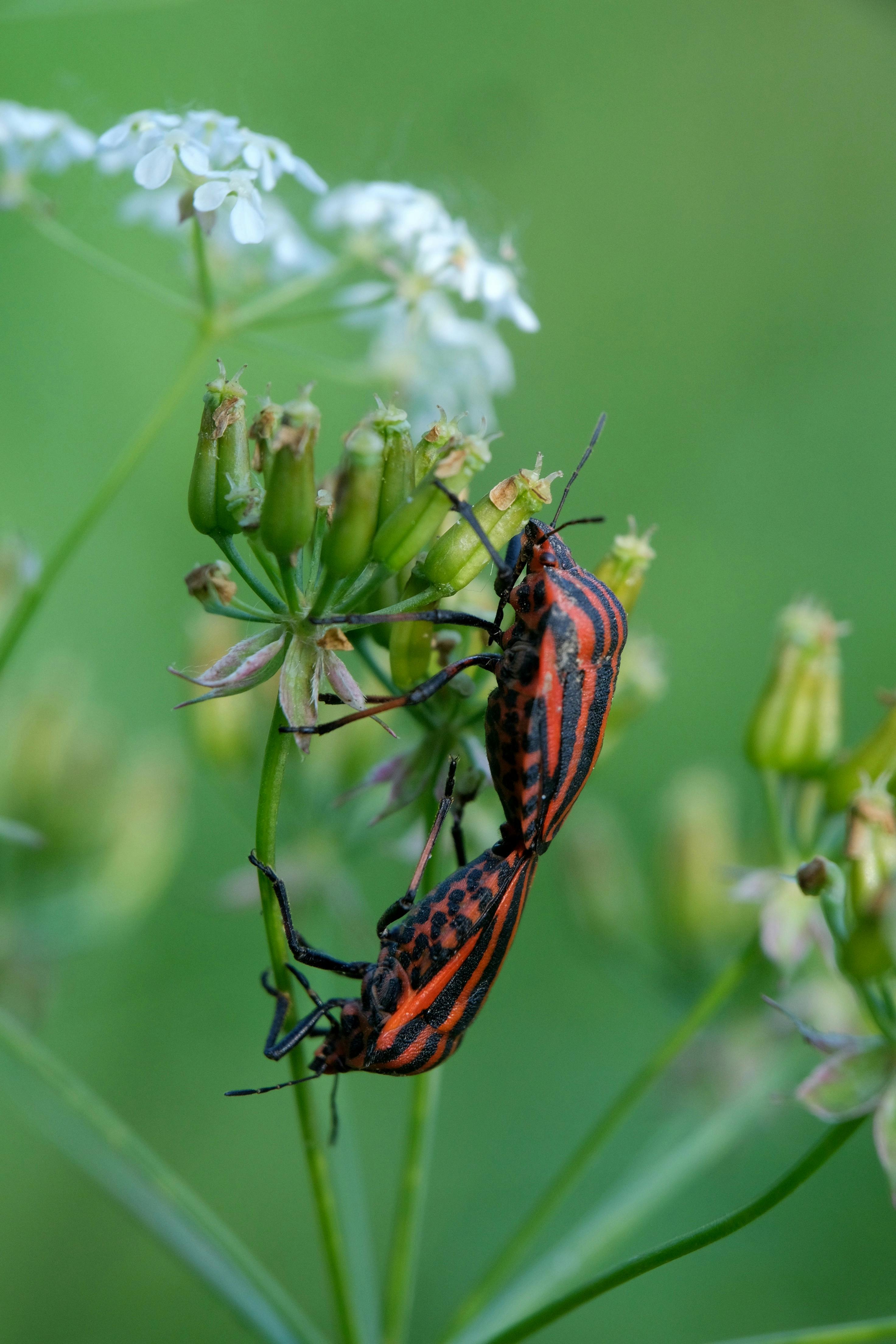 Two striped shield bugs mating on a delicate white wildflower in a natural setting.