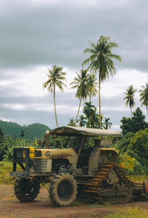 Free A rustic tractor in a tropical field with palm trees, perfect for agricultural themes. Stock Photo