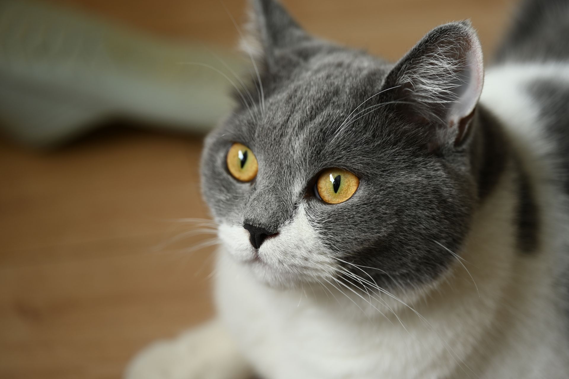 Detailed close-up of a British Shorthair cat with vibrant golden eyes indoors. Ideal for pet and wildlife themes.
