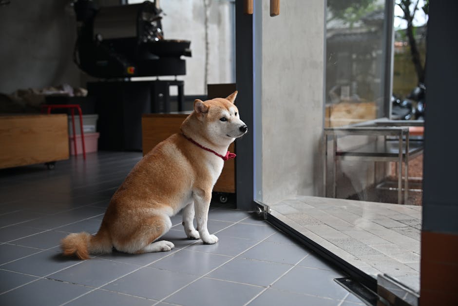 강아지 관련 이미지