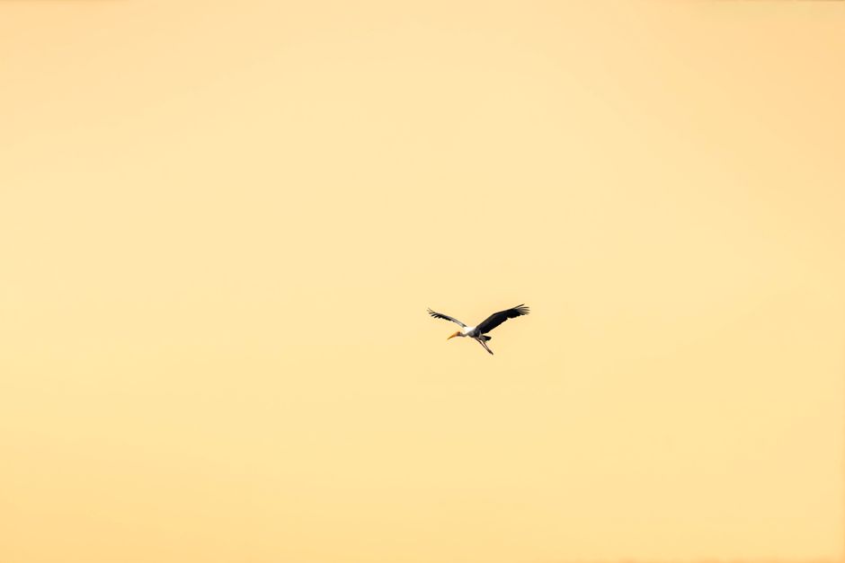 A lone stork soars across an orange sunset sky, embodying freedom and peace.