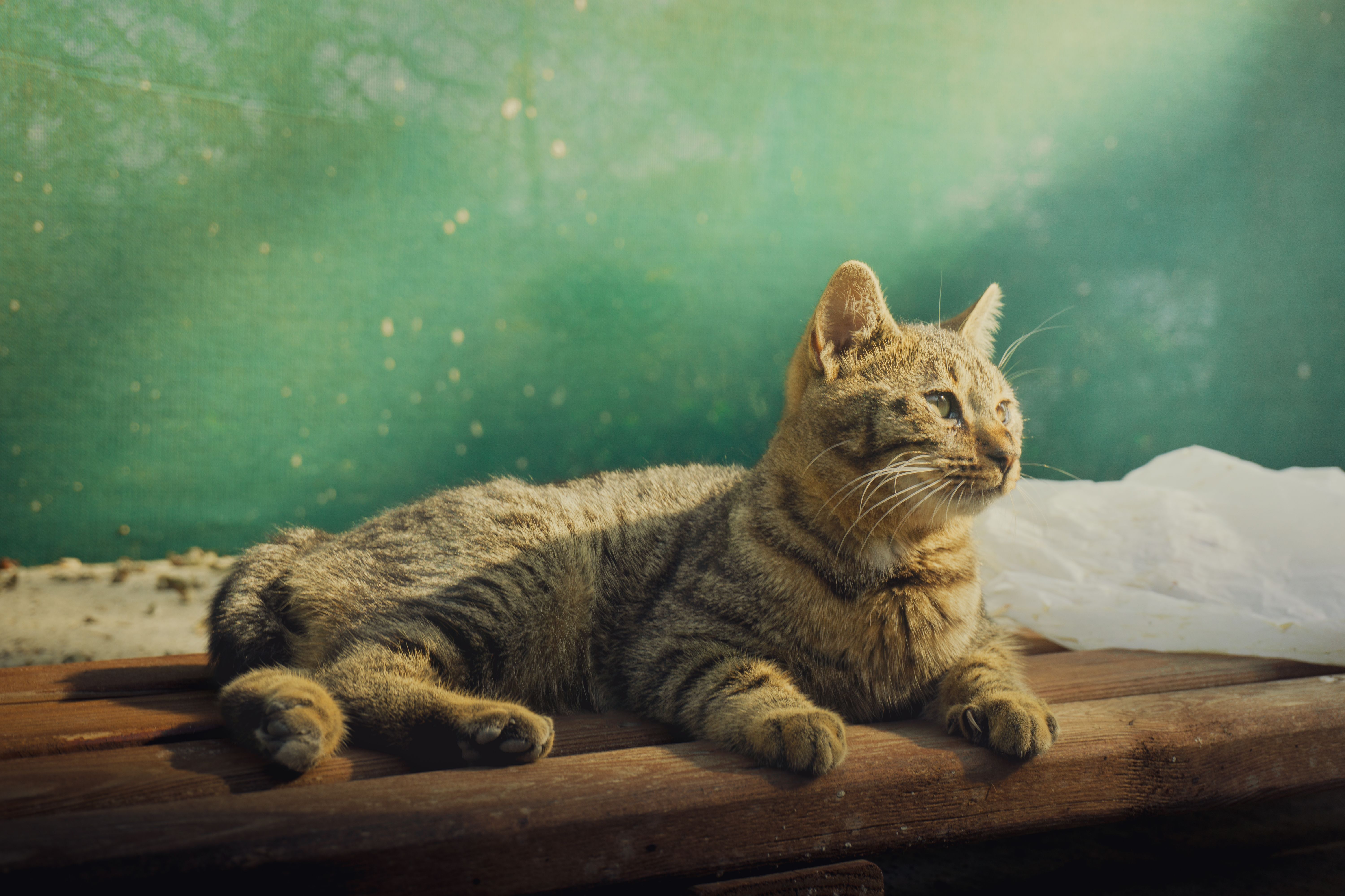 Serene Tabby Cat Relaxing in Sunlight · Free Stock Photo