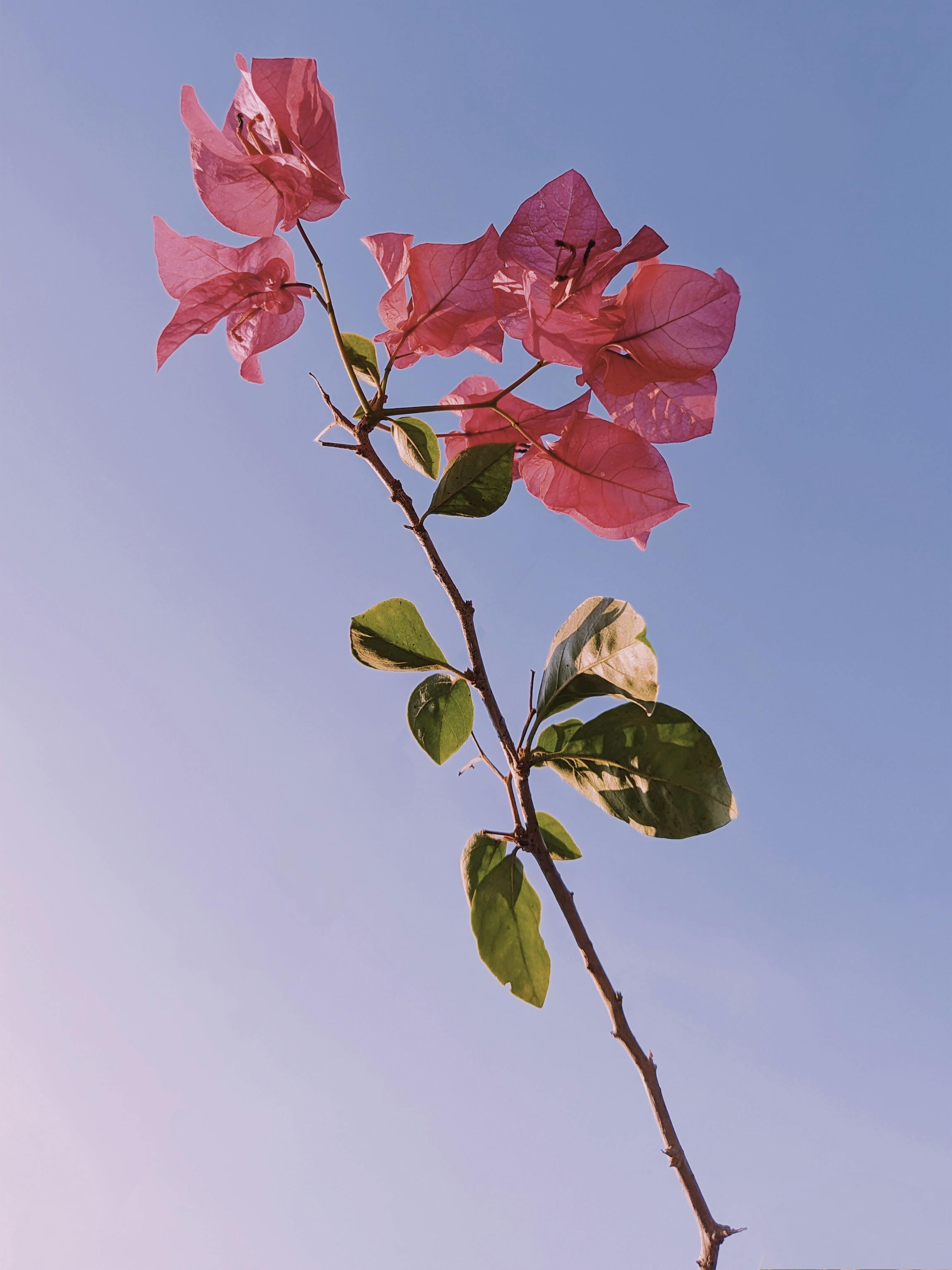 A close-up of pink bougainvillea flowers set against a clear blue sky, showcasing natural beauty.