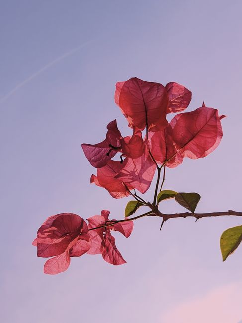 A beautiful branch of pink bougainvillea glabra set against a pastel sky, capturing nature's artistry.