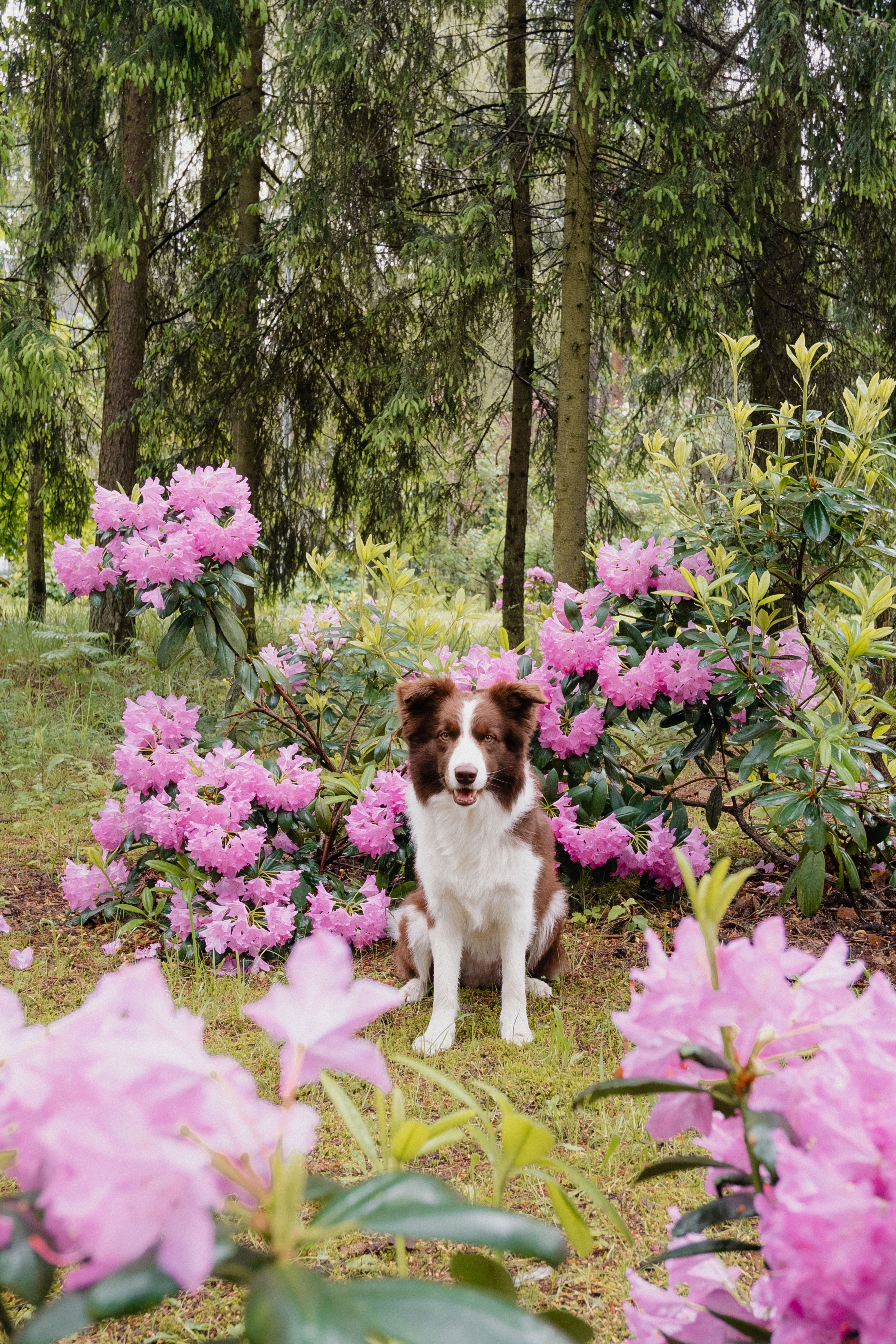 Border Collie Entouré De Rhododendrons En Fleurs Dans La Forêt · Photo ...