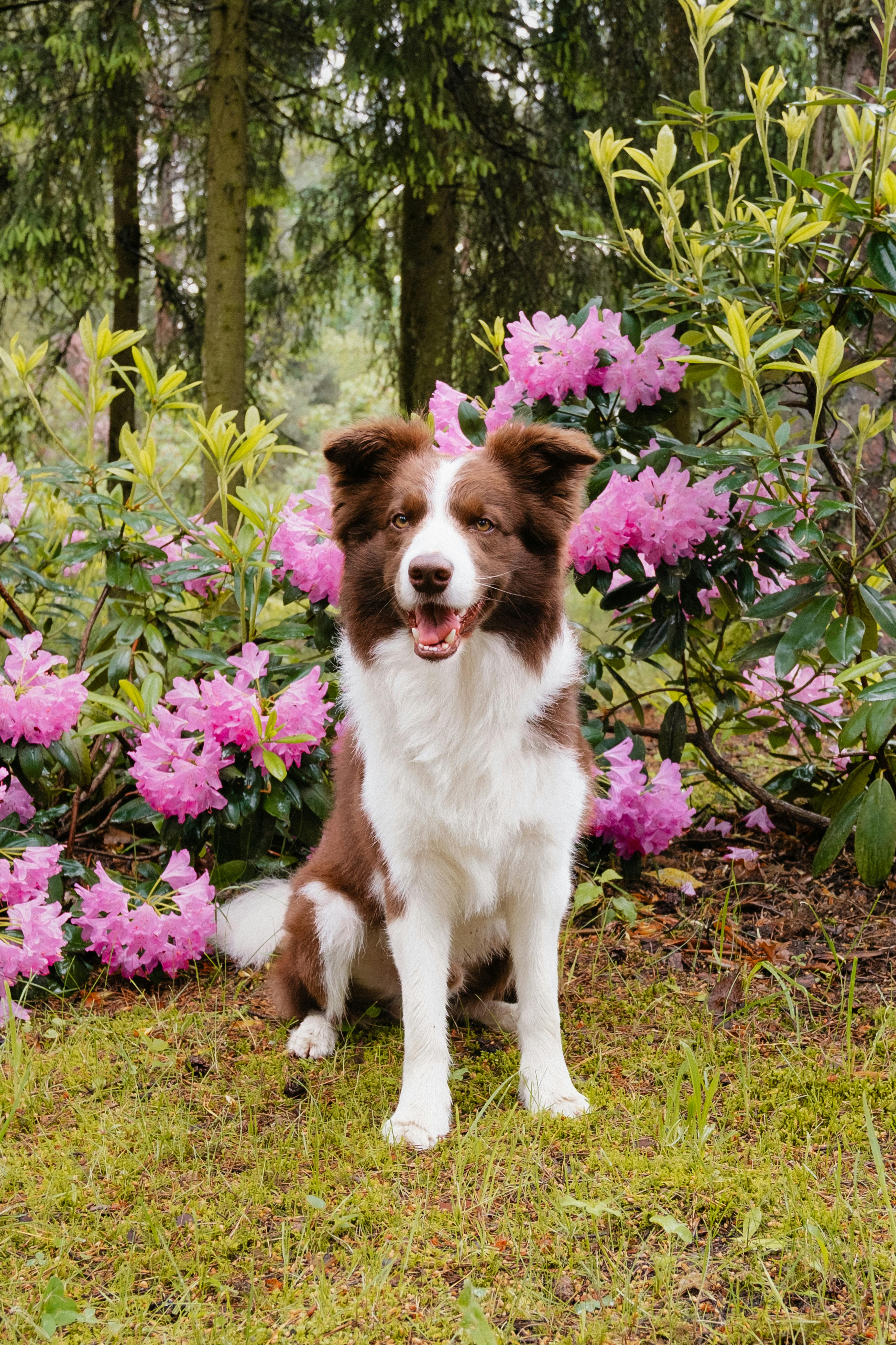 Brown and white Border Collie sits among pink rhododendron flowers in a lush forest.