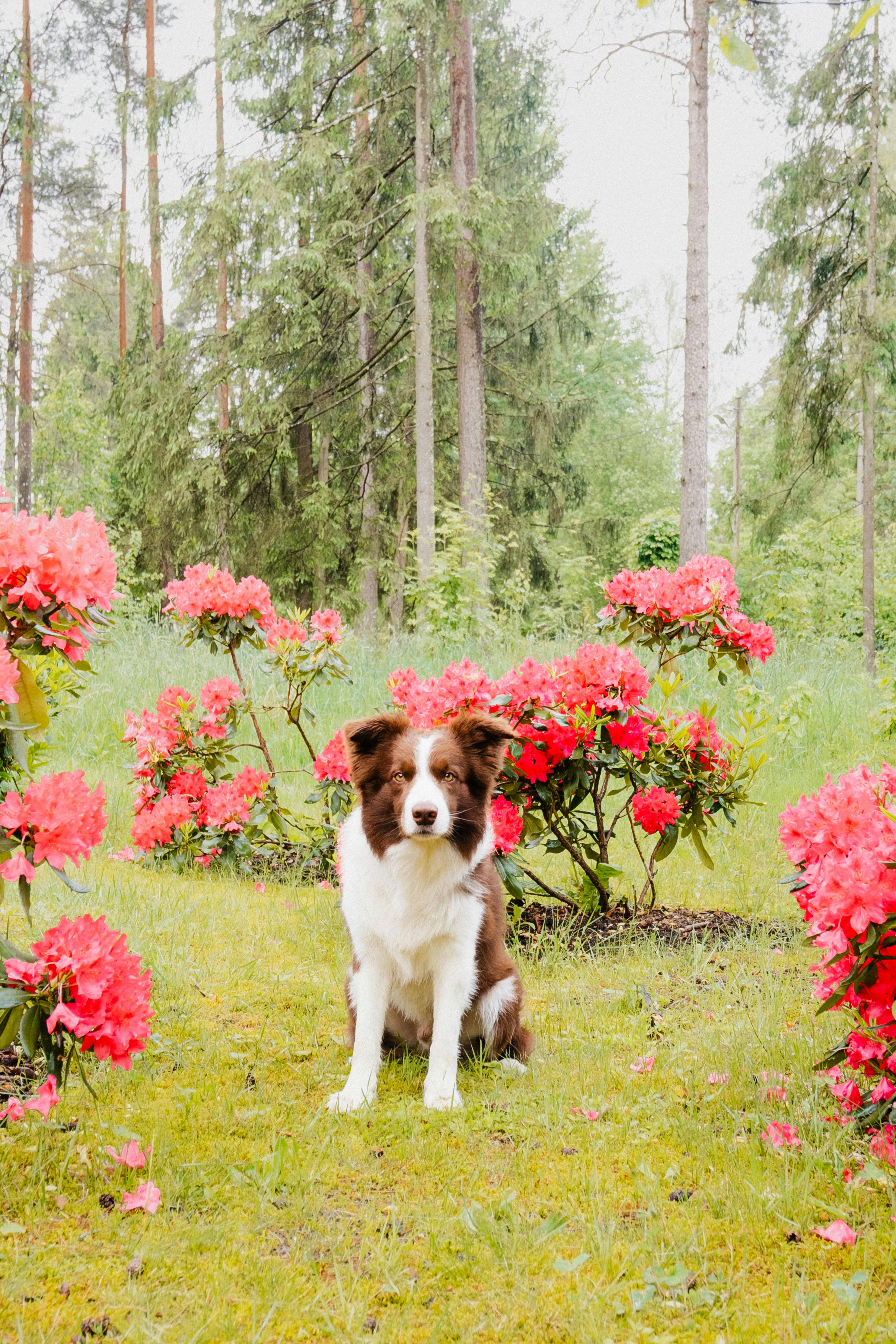 A Border Collie sits surrounded by vibrant blooming rhododendrons in a serene forest setting.
