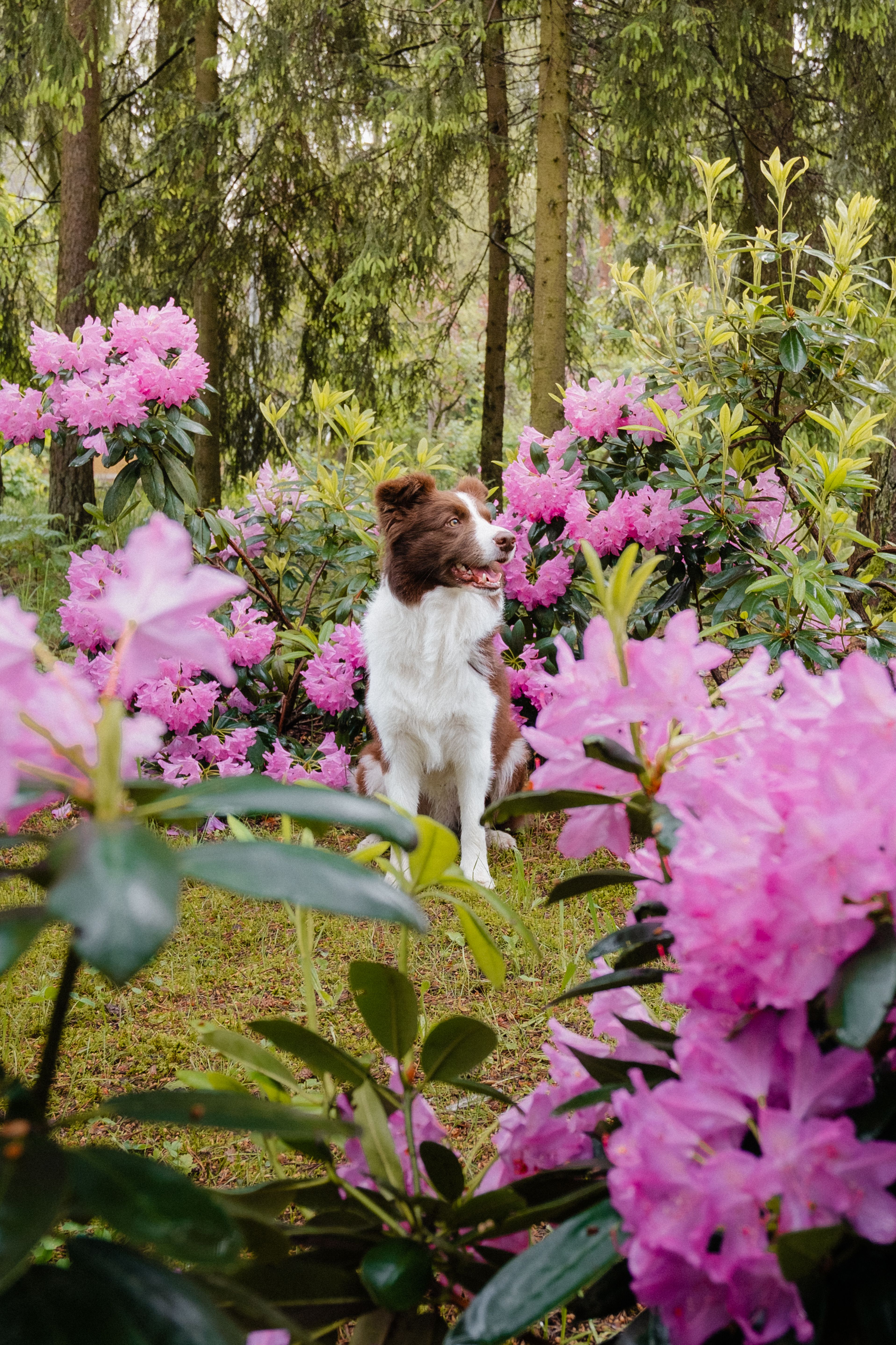 Dog Amidst Blooming Rhododendrons in Forest · Free Stock Photo