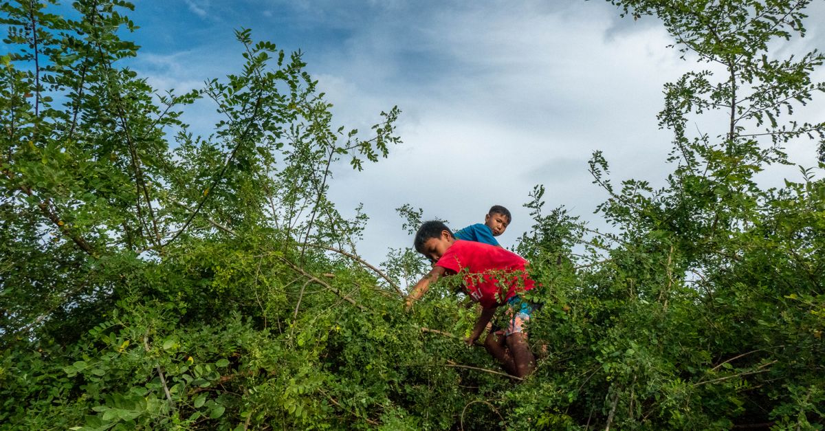 Rüyada Kardeşle Top Savaşı Yapmak - Rüya Tabiri ve Anlamı - @dış mekan, açık hava, ağaca tırmanmak içeren Ücretsiz stok fotoğraf