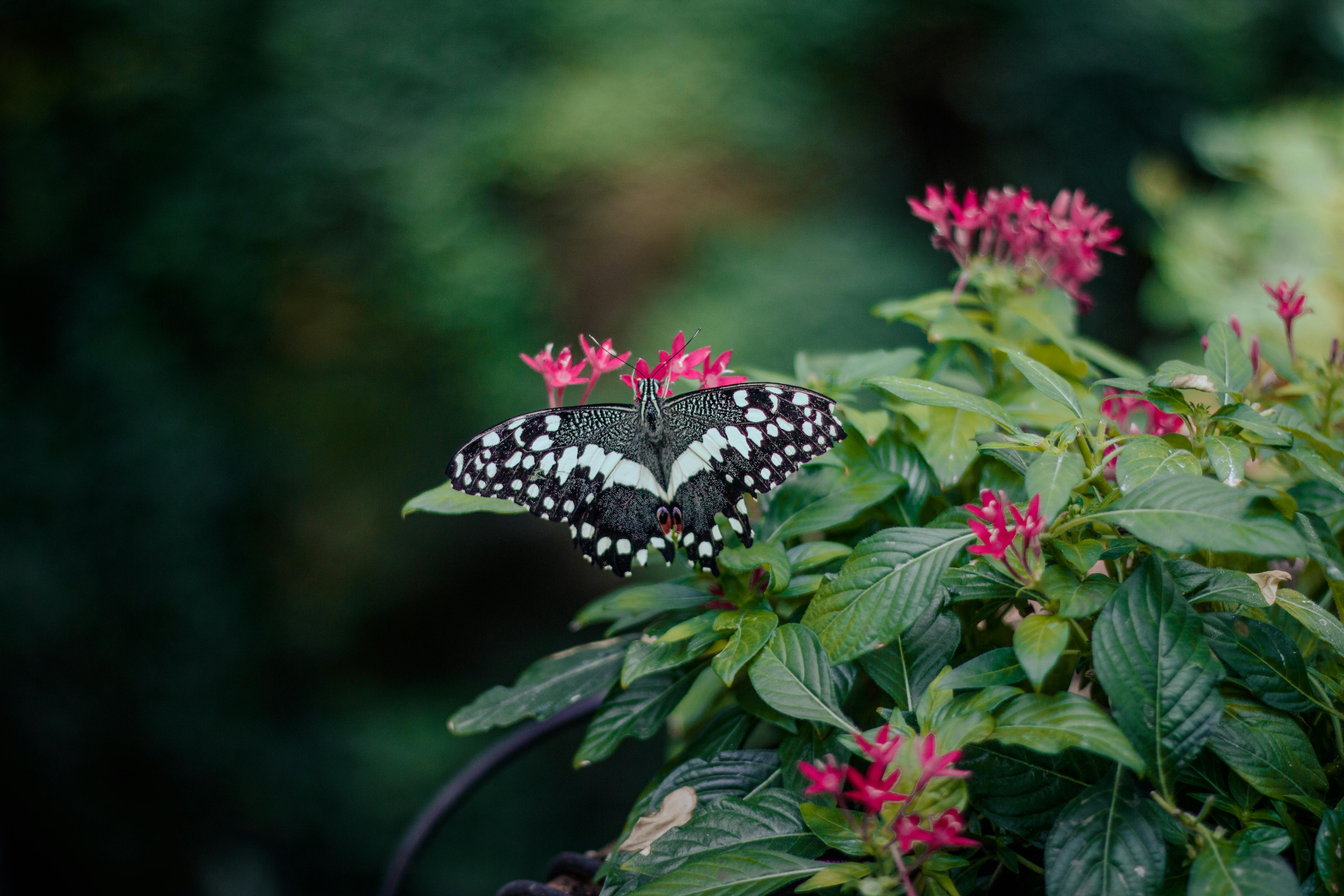 A striking butterfly perched on vivid flowers, showing nature's beauty.