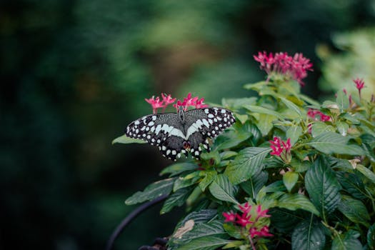 A striking butterfly perched on vivid flowers, showing nature's beauty.