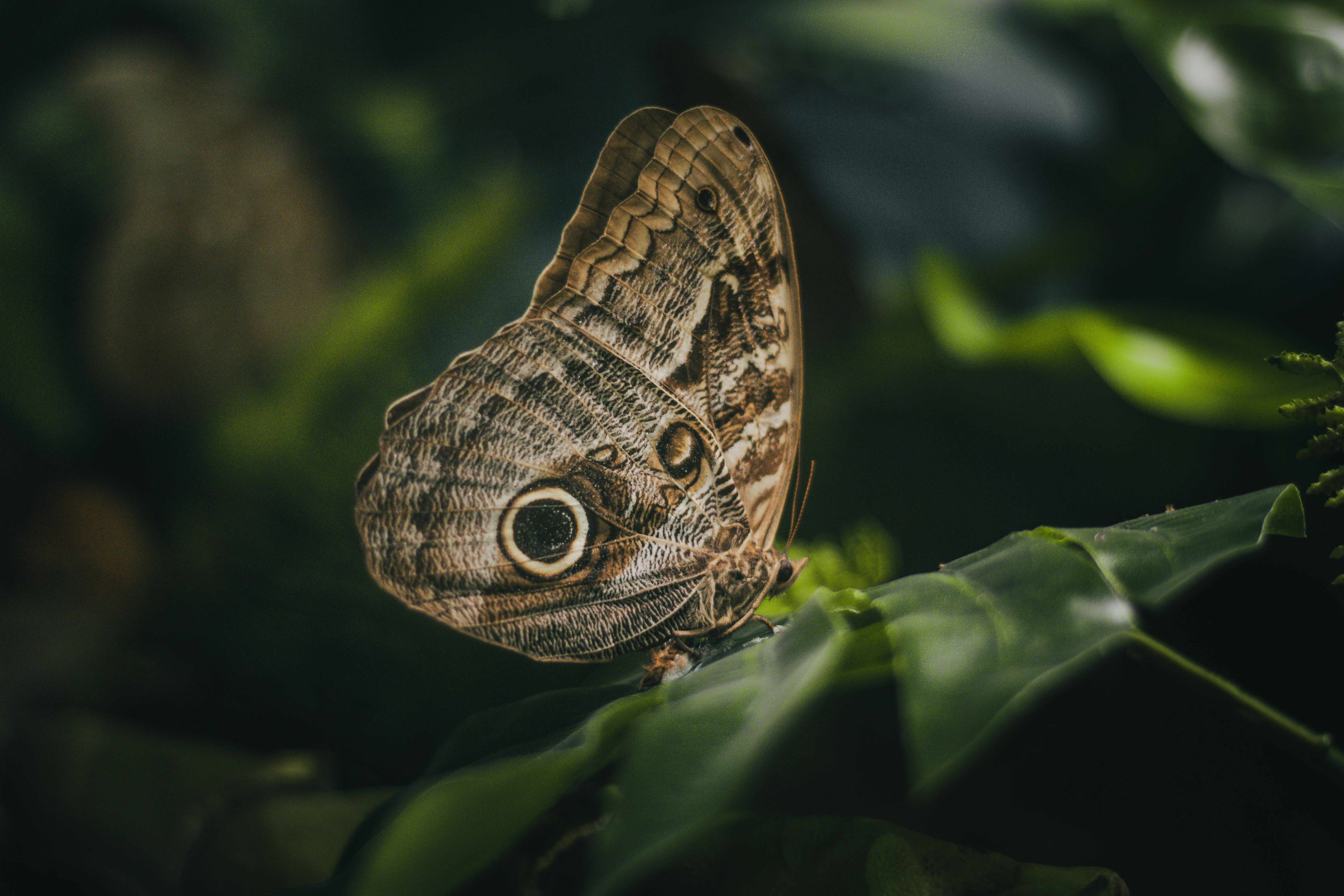 Picasso Moth Photos Download The Best Free Picasso Moth Stock Photos