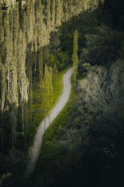 Fotomural Un tranquilo sendero forestal rodeado de frondosos árboles, perfecto para una tranquila caminata por la naturaleza.