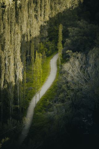 Sunlit gravel trail through poplar woodland — photo by Ali Eren Akkaya on Pexels