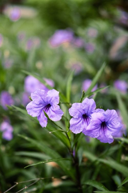 Free Vibrant Ruellia flowers with lush green foliage, captured in natural daylight. Stock Photo