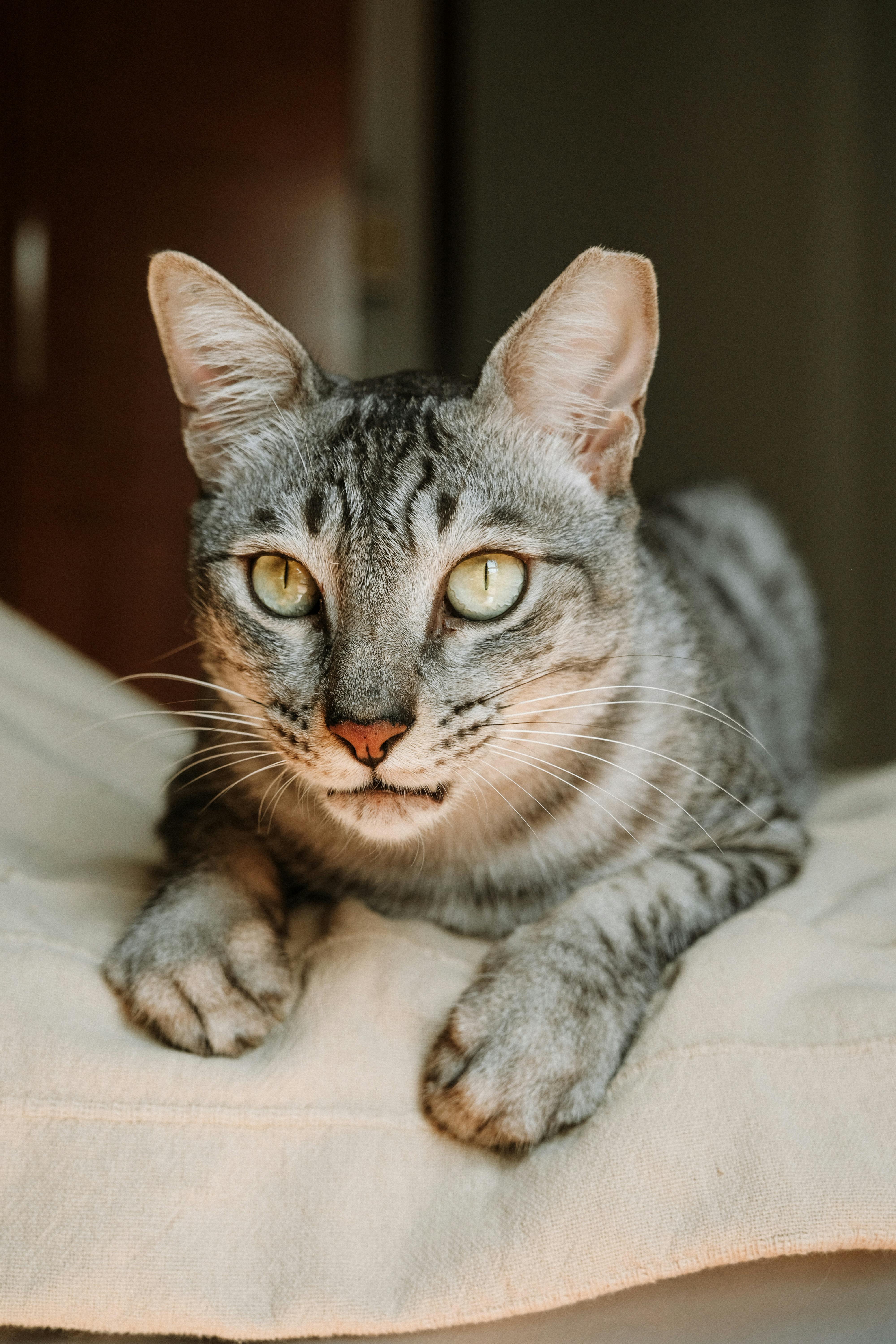 A beautifully striped cat lying on a soft surface indoors, gazing intently.