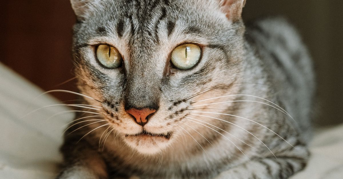 Sriped Pattern Cat Close-up of a Striped Cat Relaxing Indoors · Free Stock Photo