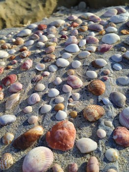 Close-up of various seashells on sandy beach offering a vibrant natural texture.