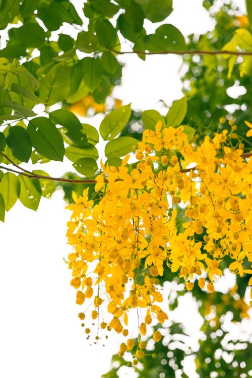 Free Bright yellow blossoms of the Golden Shower Tree against green leaves, capturing nature's beauty. Stock Photo