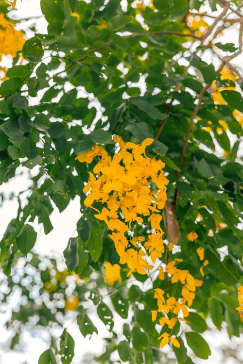 Free Bright yellow Cassia Fistula flowers with lush green leaves under sunlight, creating a vivid and lively scene. Stock Photo